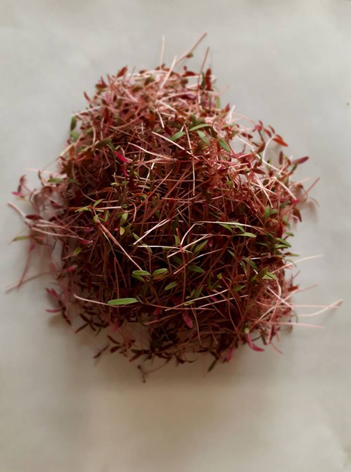 Micro-pousses d'amarante rouge cultivées à Saint-Fulgence