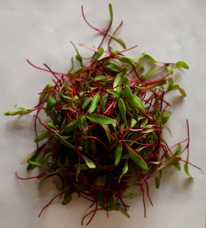 Micro-pousses de betterave rouge pour restaurateurs du Saguenay