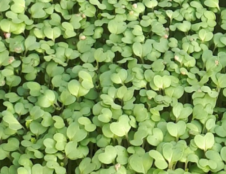 Micro-pousses de brocoli antioxydantes Saint-Fulgence