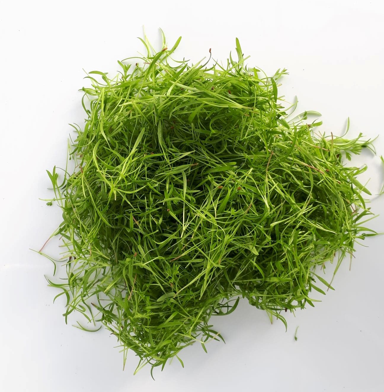 Jeunes pousses de carotte au goût sucré Saguenay