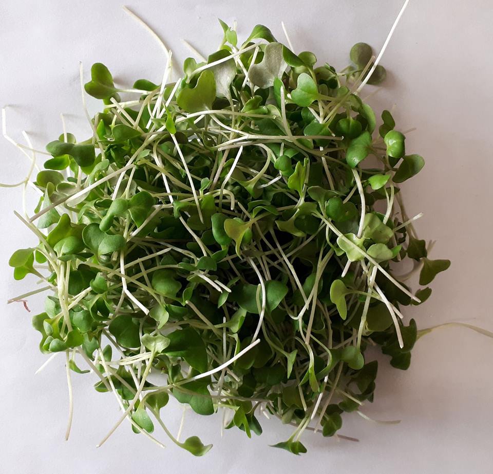 Micro-pousses de chou vert reminéralisantes