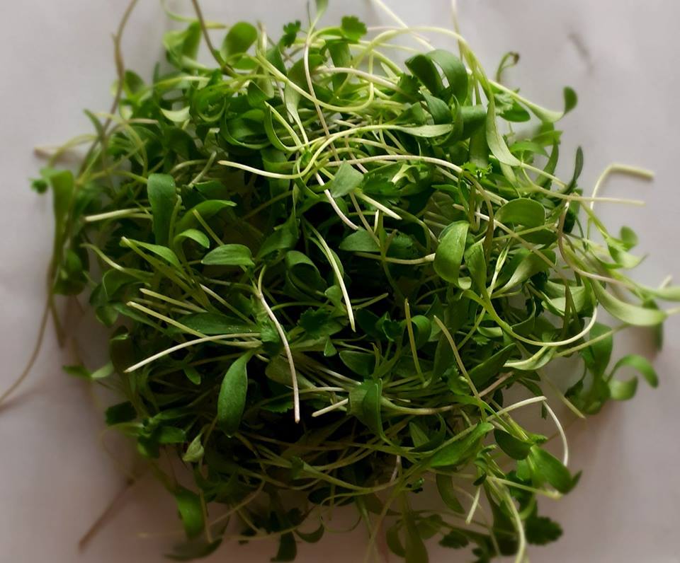 Micro-pousses de coriandre aromatiques Saguenay