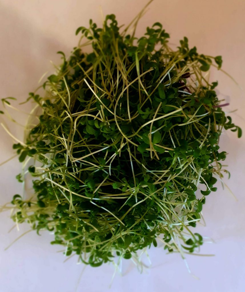 Micro-pousses de cresson alcalinisantes et poivrées