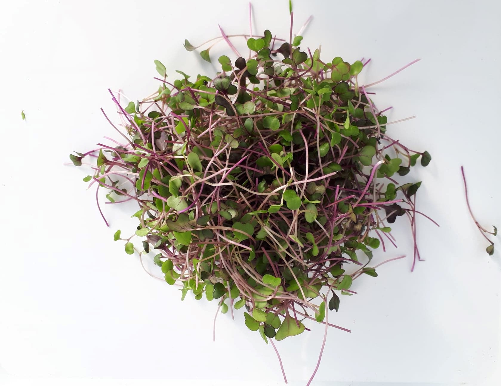 Micro-pousses de kale super-aliment local