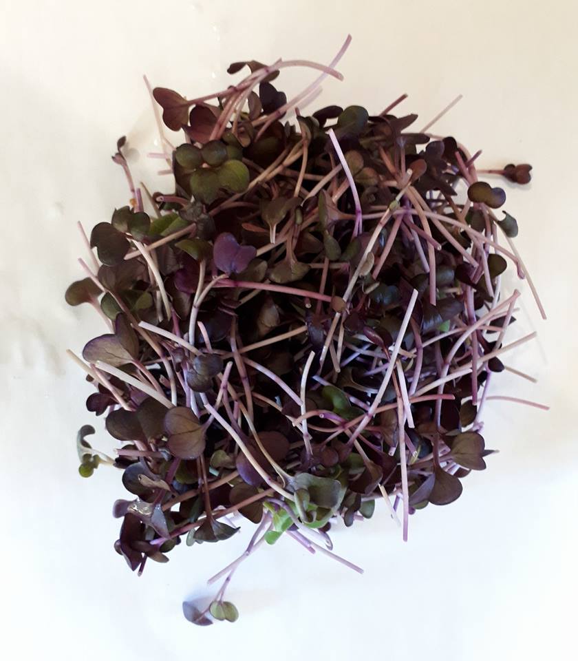Micro-pousses de radis mauve piquant détoxifiant