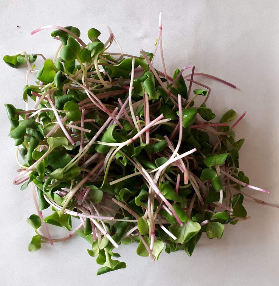 Micro-pousses de radis rose fraîches et croquantes