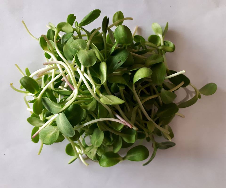 Micro-pousses de tournesol goût de noisette Saint-Fulgence